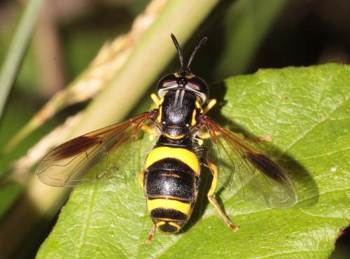 Réf. 288 098 : Chrysotoxum bicinctum